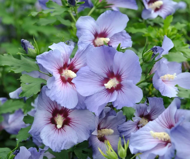 Hibiskus `Marina´ Hibiscus Syriacus `Marina 1 Hibiskus `Marina´ Hibiscus Syriacus `Marina