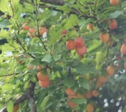 MilankaⓇ Bunte Kirschpflaume Prunus Cerasifera `Milanka´ -Obstbäume Verkäufe Milanka Frucht