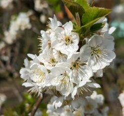 Zwergsauerkirsche Morellini Prunus Cerasus `Morellini´ -Obstbäume Verkäufe Morellini Bl te 1
