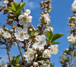 Zwergsauerkirsche Morellini Prunus Cerasus `Morellini´ -Obstbäume Verkäufe Morellini Bl te0990A9bUHZmab