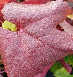 Blauer Muskateller Vitis `Blauer Muskateller´ -Obstbäume Verkäufe Muskateller herbstf rbung