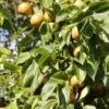 Nashi `Naddel Pear´ (Halbstamm Wurzelnackt) Pyrus Pyrifolia
