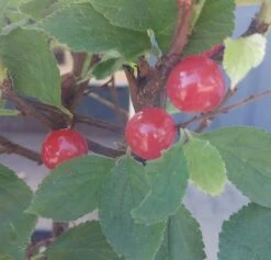 Nankingkirsche `Orient´ Prunus Tomentosa Orient 6 Nankingkirsche `Orient´ Prunus Tomentosa Orient -Obstbäume Verkäufe Nankingkirsche Frucht