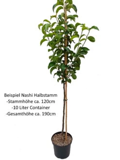 Nashi Kosui Pyrus Pyrifolia `Kosui´ -Obstbäume Verkäufe Nashi Halbstamm1rWfHuOKIhj0uV