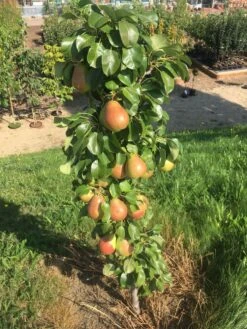 Säulenbirne `Obelisk®´ Pyrus Communis `Obelisk®´ -Obstbäume Verkäufe Obeslisk2