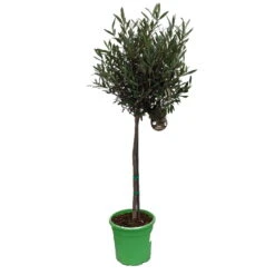 Olivenbaum - Stämmchen Olea Europaea -Obstbäume Verkäufe Olivenbaum 1