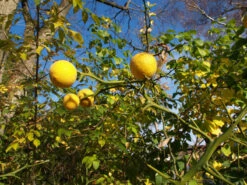 Dreiblättrige Orange Poncirus Trifoliata -Obstbäume Verkäufe PONCIRUS trifoliata