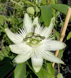 Passionsblume `Snow Queen´ Passiflora `Snow Queen´
