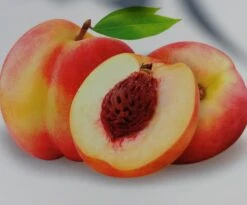 Pfirsich `Suncrest´ Prunus Persica `Suncrest´