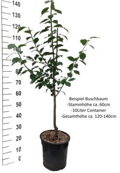 Katinka Ⓢ Prunus Domestica `Katinka´ 5 Katinka Ⓢ Prunus Domestica `Katinka´ -Obstbäume Verkäufe Pflaume Buschbaum Beispiel Neu Weiss9wLYbiRT4HGiL
