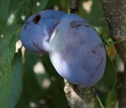 Pflausich Prunus Domestica `Pflausich´