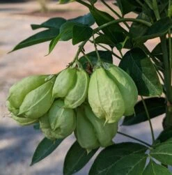 Rispen-Pimpernuss Staphylea Pinnata 8 Rispen-Pimpernuss Staphylea Pinnata -Obstbäume Verkäufe Pimpernuss Frucht1