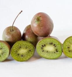 Großfrüchtige Bayern-Kiwi `Pink Jumbo´ Actinidia Arguta `Pink Jumbo´