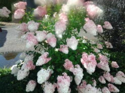 Rispenhortensie `Vanille-Fraise´ Hydrangea Paniculata `Vanille Fraise´ 11 Rispenhortensie `Vanille-Fraise´ Hydrangea Paniculata `Vanille Fraise´ -Obstbäume Verkäufe Pinky Winkie Hortensie5936a36f54caf