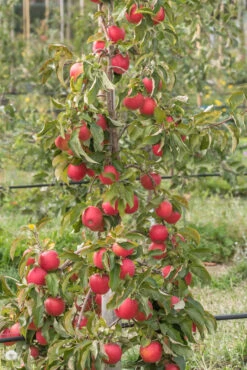 Pinova ® Malus Domestica -Obstbäume Verkäufe Pinova am Baum