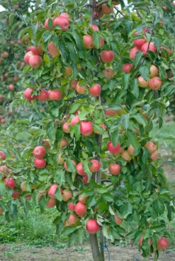 Pinova ® Malus Domestica -Obstbäume Verkäufe Pinova3