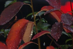 Prince William-Großfruchtige Felsenbirne Amelanchier `Prince William´ 9 Prince William-Großfruchtige Felsenbirne Amelanchier `Prince William´ -Obstbäume Verkäufe Prince William Kordes Jungpflanzen1