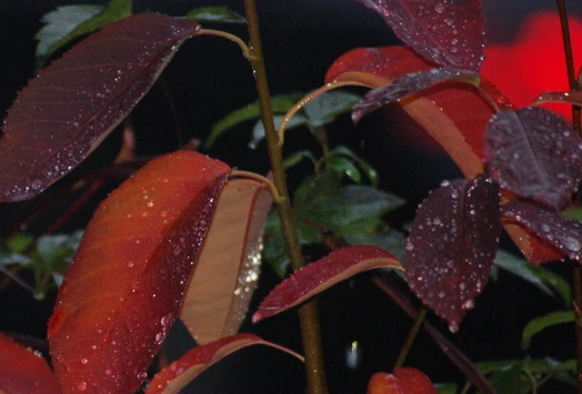 Prince William-Großfruchtige Felsenbirne Amelanchier `Prince William´ 4 Prince William-Großfruchtige Felsenbirne Amelanchier `Prince William´ – Bild 4