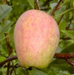 Prinzenapfel / Haferapfel Malus Domestica