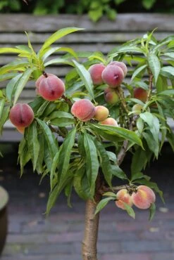 Zwergpfirsich `Bonanza´ Prunus Persica