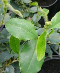 Chinesische Quitte / Holzquitte Pseudocydonia Sinensis -Obstbäume Verkäufe Pseudonya sinensis chinesische Quitte