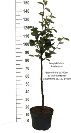 Tafelquitte Ayva® - Süßquitte, Kann Roh Verzehrt Werden Cydonia `Ayva´ -Obstbäume Verkäufe Quitte Beispiel buschbaum weissImdh31j9LTI8X