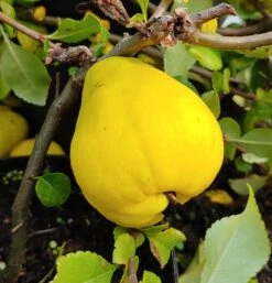 Chinesische Quitte / Holzquitte Pseudocydonia Sinensis -Obstbäume Verkäufe Quitte Holzquitte