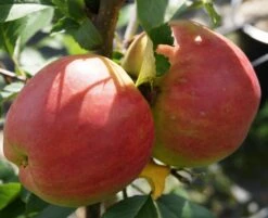 Rebella ® Malus Domestica 10 Rebella ® Malus Domestica -Obstbäume Verkäufe RebellaJzAGDJsc1LAKH