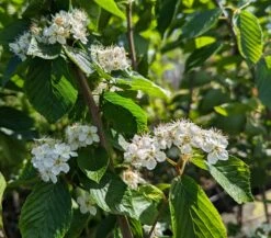 Erlenblättrige Eberesche `Red Bird´ Sorbus Alnifolia `Red Bird´ -Obstbäume Verkäufe Red Bird 1