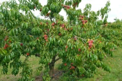 Pfirsich Red Haven Prunus Persica `Red Haven´ -Obstbäume Verkäufe Red HAven Baum
