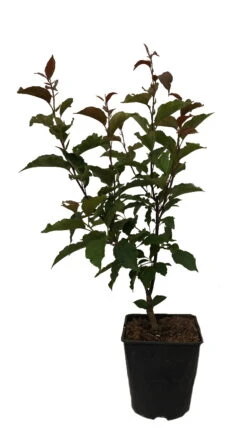 Säulenzierapfel "Red Obelisk" Malus `Red Obelisk´ -Obstbäume Verkäufe Red Obelisk12