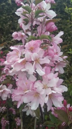 Säulenzierapfel "Red Obelisk" Malus `Red Obelisk´ -Obstbäume Verkäufe Red Obelisk5728ab6c725bc