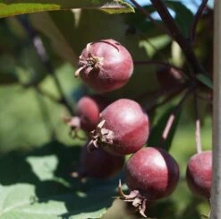 Säulenzierapfel "Red Obelisk" Malus `Red Obelisk´ -Obstbäume Verkäufe Red Obelisk5b3b7e7a79821