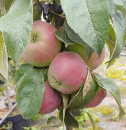 Säulenapfel `Red River´ Malus Domestica `Red River´ -Obstbäume Verkäufe Red River