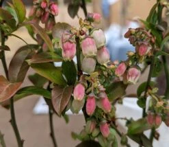 Heidelbeere - Reka Vaccinum Corymbosum `Reka´ -Obstbäume Verkäufe Reka Bl te