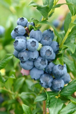 Featured Products -Obstbäume Verkäufe Reka3wDxSrKj0tUHN