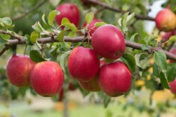 Rewena ® Malus Domestica -Obstbäume Verkäufe Rewena 2
