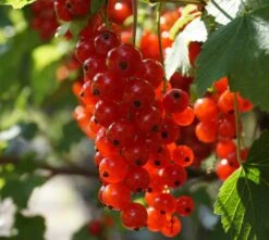 Rolan Ribes Rubrum `Rolan´ 8 Rolan Ribes Rubrum `Rolan´ -Obstbäume Verkäufe Rolan Rote Johannisbeere