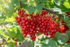 Featured Products -Obstbäume Verkäufe Rolan5zSdDOZ4hH6d8