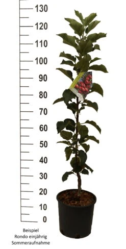 Säulenapfel `Rondo´ Malus Domestica `Rondo´ -Obstbäume Verkäufe Rondo einj hrig weiss