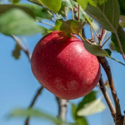 Rosette® Malus Domestica -Obstbäume Verkäufe Rosette 2