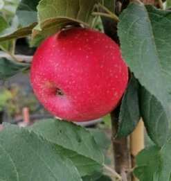 Rosette® Malus Domestica -Obstbäume Verkäufe Rosette2