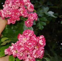 Rotdorn `Pauls Scarlet´ Crataegus Laevigata `Pauls Scarlet´ -Obstbäume Verkäufe Rotdorn bl te