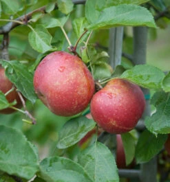 Roter Boskoop Malus Domestica -Obstbäume Verkäufe Roter Boskoop Apfel