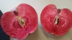 Rotfleischiger Apfel Malus Domestica -Obstbäume Verkäufe Rotfleischiger Apfel57c42f5d1eba4