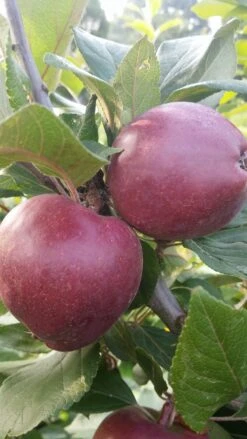 Rotfleischiger Apfel Malus Domestica -Obstbäume Verkäufe Rotfleishciger APfel