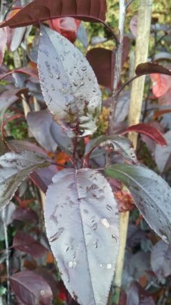 Zierapfel Royalty Malus `Royalty´ -Obstbäume Verkäufe Royalty