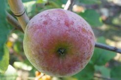 Russinka Malus Domestica `Russinka´ -Obstbäume Verkäufe Russinka3