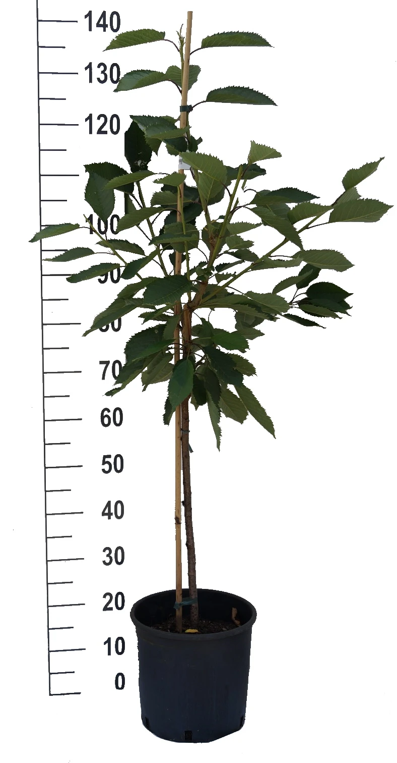 Große Schwarze Knorpelkirsche Prunus Avium `Große Schwarze Knorpelkirsche´ 4 Große Schwarze Knorpelkirsche Prunus Avium `Große Schwarze Knorpelkirsche´ – Bild 4