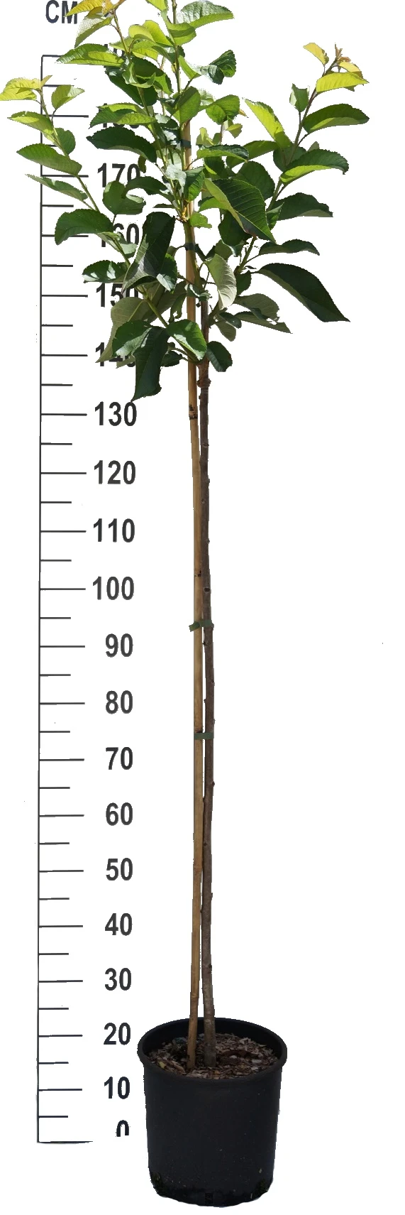 Große Schwarze Knorpelkirsche Prunus Avium `Große Schwarze Knorpelkirsche´ 3 Große Schwarze Knorpelkirsche Prunus Avium `Große Schwarze Knorpelkirsche´ – Bild 3